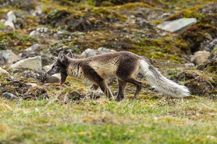 Arctic fox (Vulpes lagopus) in its summer coat, Longyearbyen