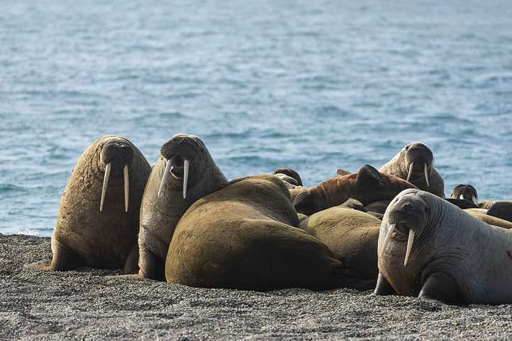Atlantic walrus (Odobenus rosmarus), Torellneset