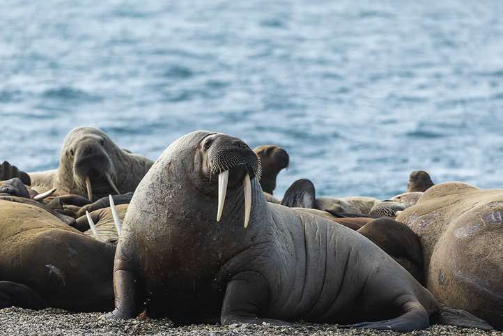Male Atlantic walrus (Odobenus rosmarus), Torellneset