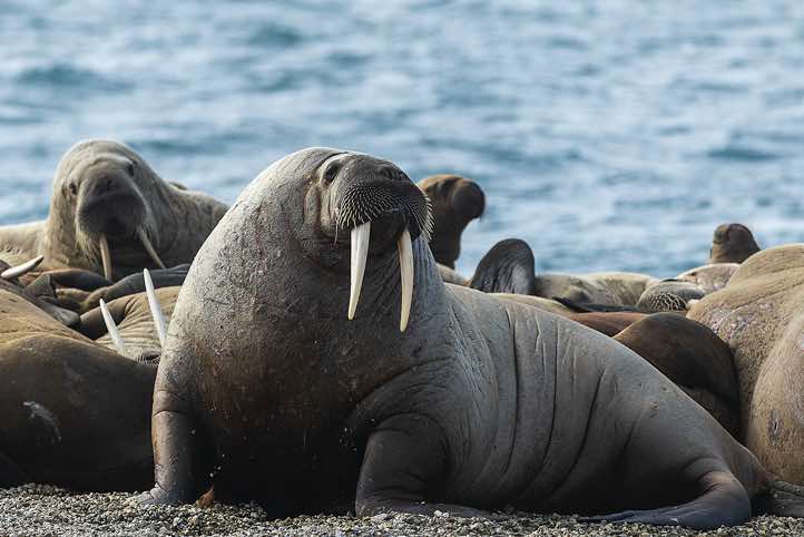 Male Atlantic walrus (Odobenus rosmarus), Torellneset, Svalbard