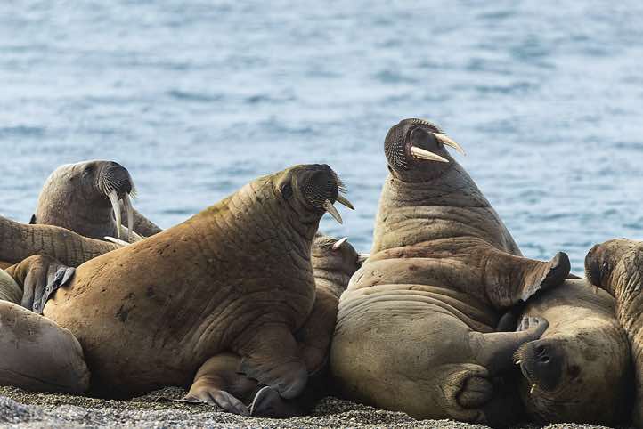 Atlantic walrus (Odobenus rosmarus), Torellneset