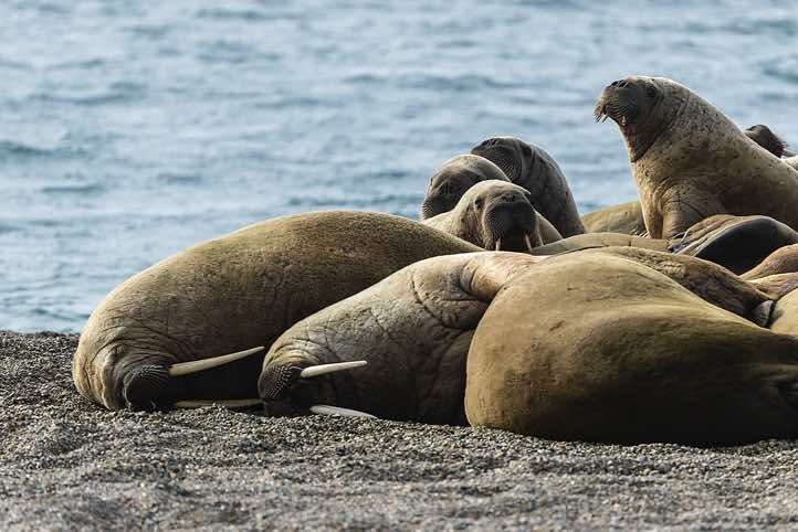 Atlantic walrus (Odobenus rosmarus), Torellneset