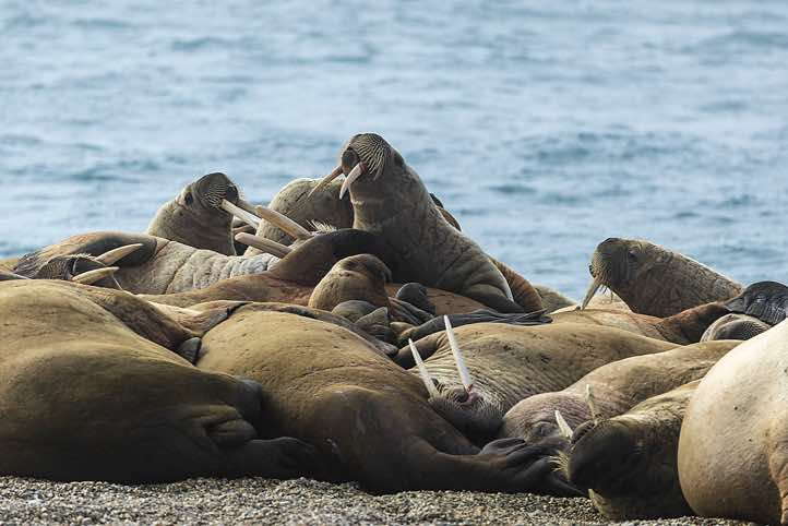 Atlantic walrus (Odobenus rosmarus), Torellneset
