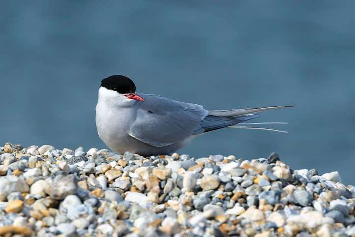 Arctic tern (Sterna paradisaea), Torellneset