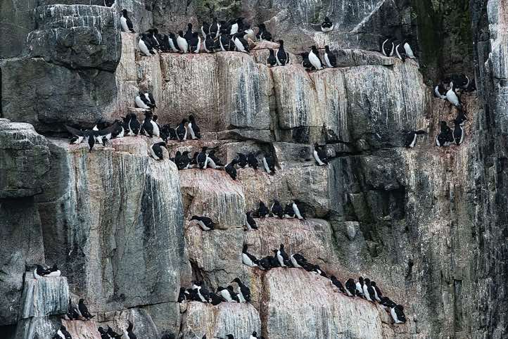 During the breeding season in summer, tens of thousands of Brünnich’s guillemots (Uria lomvia) crowd together on narrow rocky ledges at Alkefjellet (meaning 'mount of the guillemots')