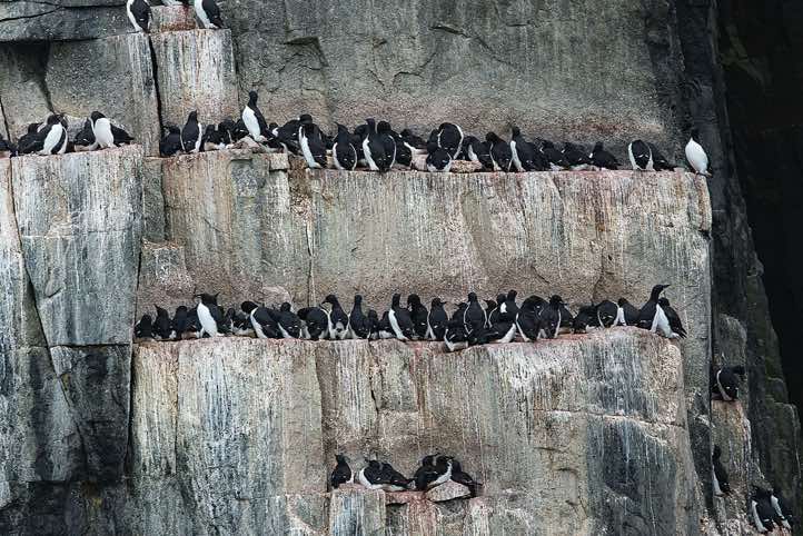 Brünnich's guillemots (Uria lomvia) breeding on narrow rocky ledges, bird cliffs of Alkefjellet, Hinlopen Strait