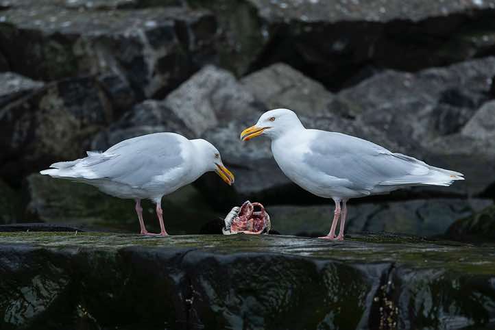 Glaucous gulls (Larus hyperboreus) feeding on a dead Brünnich's guillemot (Uria lomvia), bird cliffs of Alkefjellet, Hinlopen Strait
