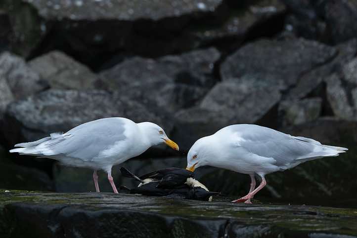 Glaucous gulls (Larus hyperboreus) feeding on a dead Brünnich's guillemot (Uria lomvia), bird cliffs of Alkefjellet, Hinlopen Strait