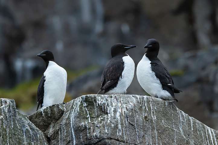Brünnich's guillemots (Uria lomvia), bird cliffs of Alkefjellet, Hinlopen Strait