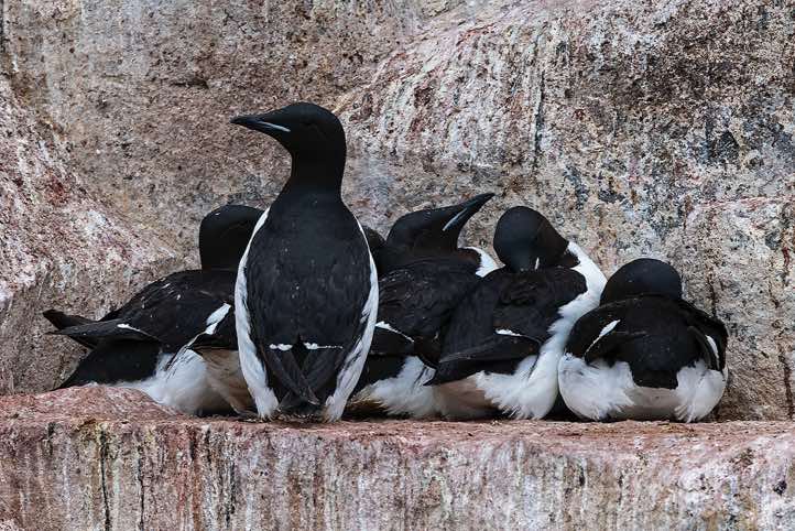 Brünnich's guillemots (Uria lomvia), bird cliffs of Alkefjellet, Hinlopen Strait
