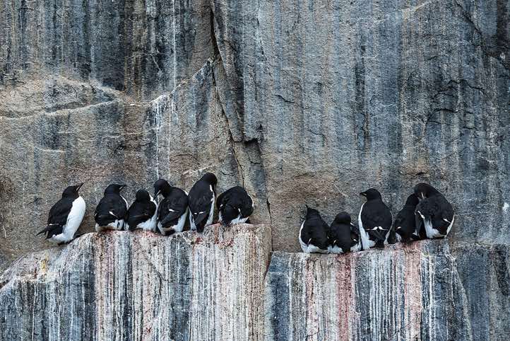 Brünnich's guillemots (Uria lomvia) breeding on narrow rocky ledges, bird cliffs of Alkefjellet, Hinlopen Strait