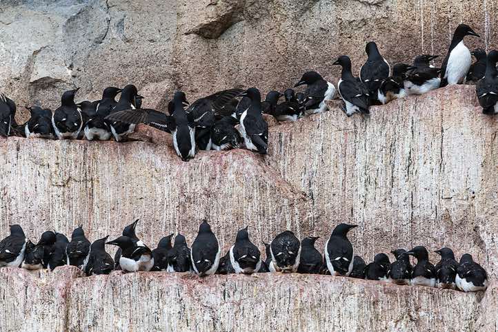 Brünnich's guillemots (Uria lomvia) breeding on narrow rocky ledges, bird cliffs of Alkefjellet, Hinlopen Strait
