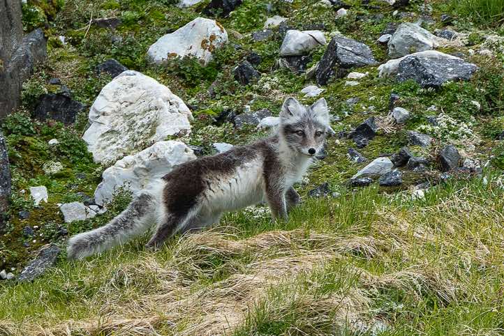 Arctic fox (Vulpes lagopus), bird cliffs of Alkefjellet, Hinlopen Strait