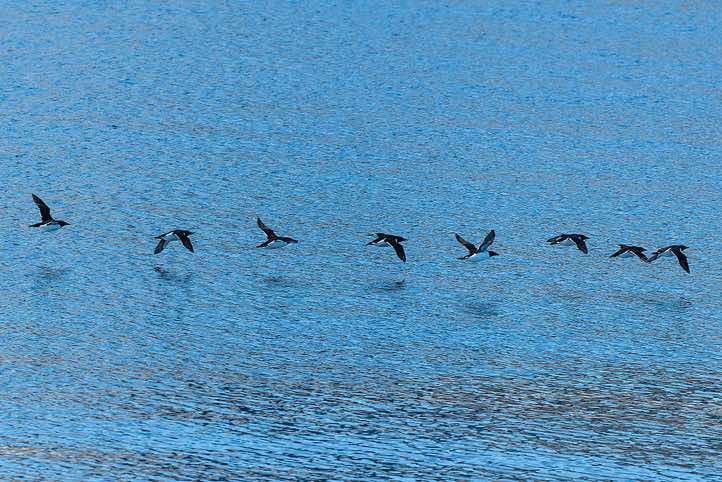 Group of Brünnich's guillemots (Uria lomvia) in flight, Fuglefjorden
