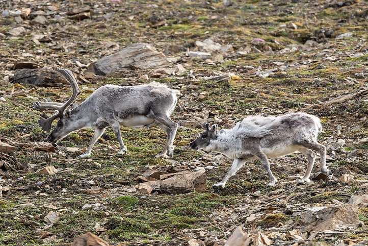 Svalbard reindeers (Rangifer tarandus platyrhynchus), Valentinryggen, St. Jonsfjorden