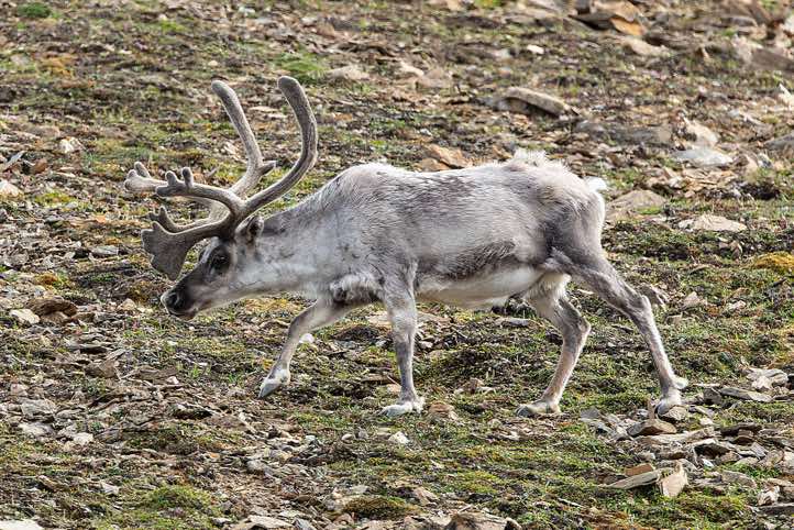 Svalbard reindeer (Rangifer tarandus platyrhynchus), Valentinryggen, St. Jonsfjorden