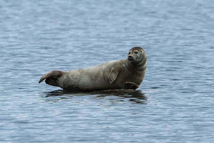 Harbour seal (Phoca vitulina), also known as the Common seal, poses gracefully on a rock, Gjerstadodden landing site, St. Jonsfjorden