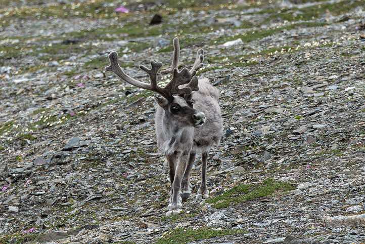 Svalbard reindeer (Rangifer tarandus platyrhynchus), near Gjerstadodden landing site, St. Jonsfjorden