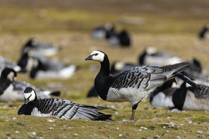Barnacle goose (Branta leucopsis), Longyearbyen