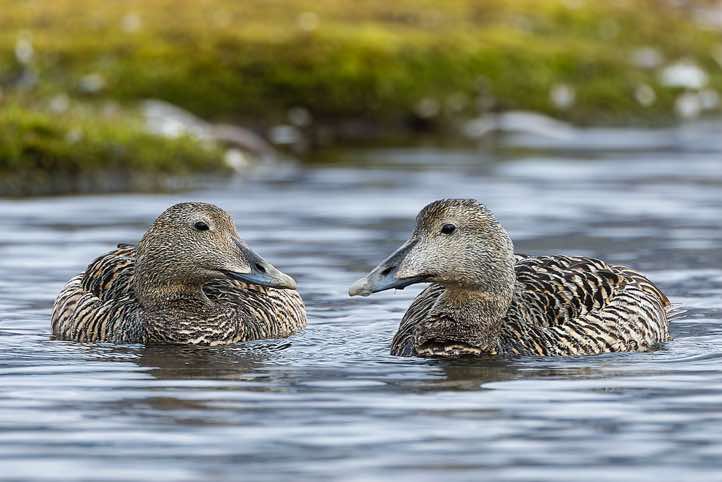 Female common eider (Somateria mollissima), Longyearbyen