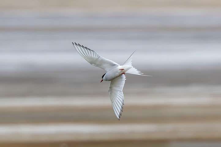 Arctic tern (Sterna paradisaea) in flight, Longyearbyen