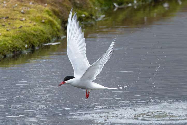 Arctic tern (Sterna paradisaea) catching a small fish, Longyearbyen, Svalbard