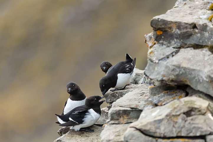 Little auks (Alle alle) can be seen swarming and nesting through the summer on Platåfjellet, Longyearbyen