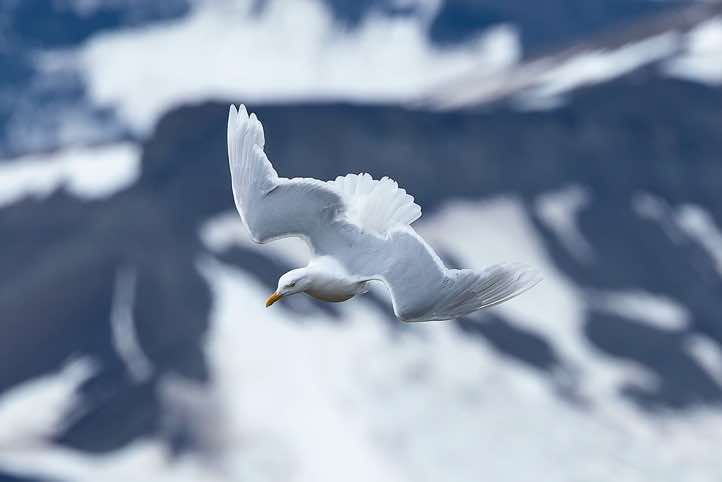 Glaucous gull (Larus hyperboreus) in flight, Platåfjellet, Longyearbyen, Svalbard