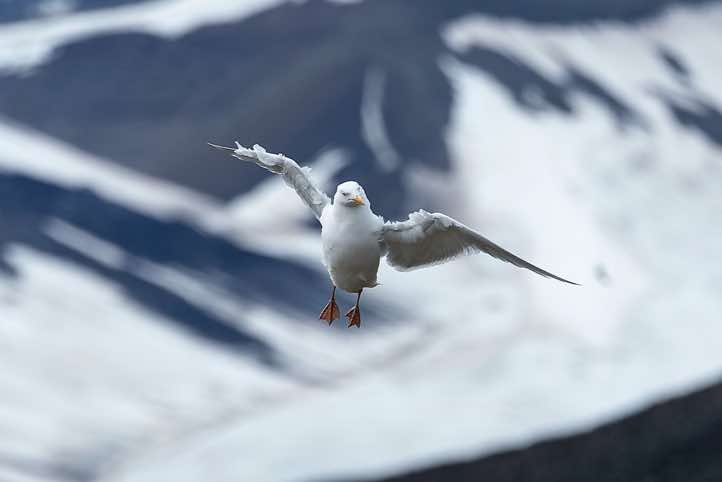 Glaucous gull (Larus hyperboreus) in flight, Platåfjellet, Longyearbyen