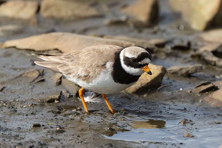 Common ringed plover (Charadrius hiaticula), Longyearbyen