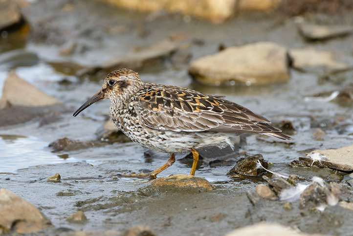 Purple sandpiper (Calidris maritima), Longyearbyen