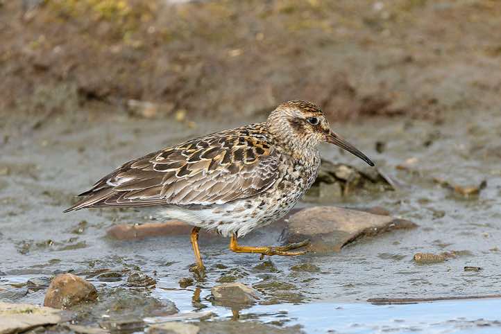 Purple sandpiper (Calidris maritima), Longyearbyen