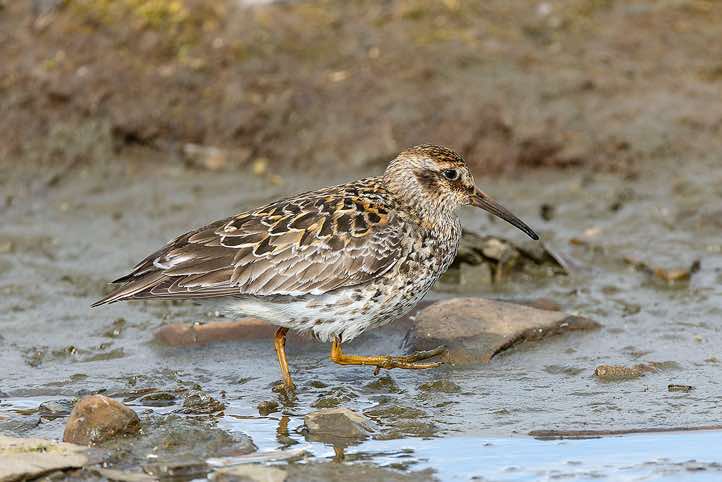 Purple sandpiper (Calidris maritima), Longyearbyen, Svalbard