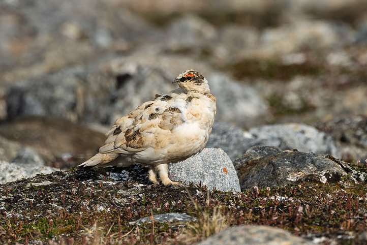 Svalbard Rock ptarmigan (Lagopus muta hyperborea), Bockfjorden