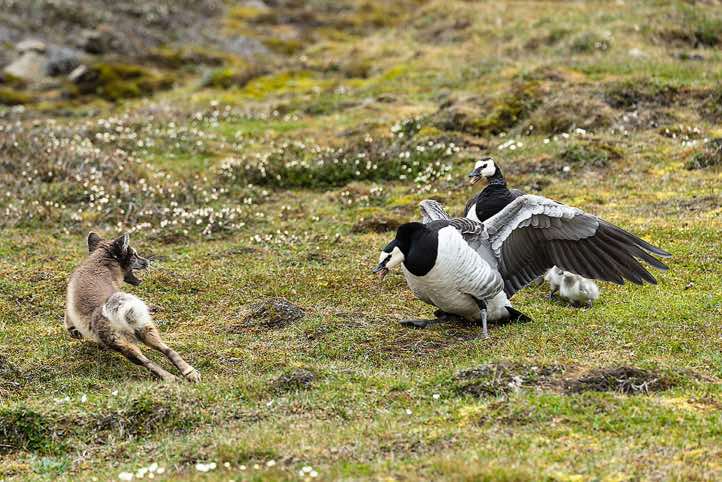 Arctic fox (Vulpes lagopus) attacking pair of Barnacle goose (Branta leucopsis) with goslings, Longyearbyen