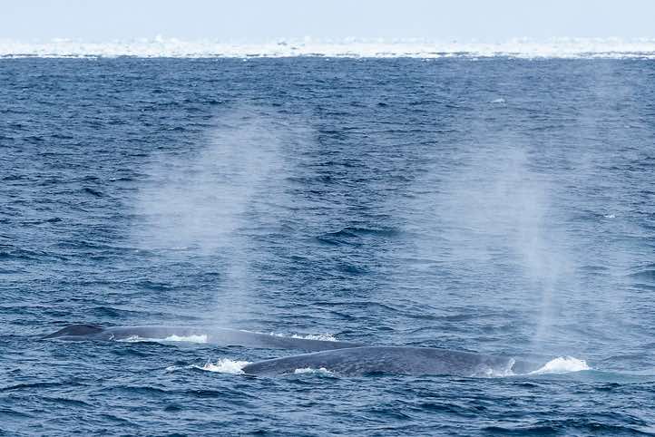 Two Blue whales (Balaenoptera musculus) surfacing close to the ship