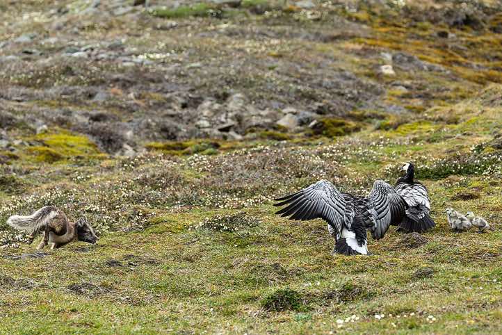 Arctic fox (Vulpes lagopus) attacking pair of Barnacle goose (Branta leucopsis) with goslings, Longyearbyen