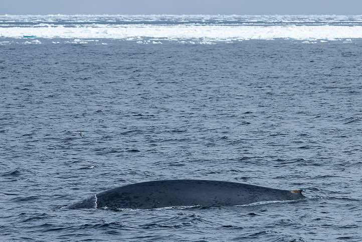 Blue whale (Balaenoptera musculus) with its small sickle-shaped dorsal fin located close to the tail