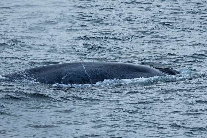 Blue whale (Balaenoptera musculus)