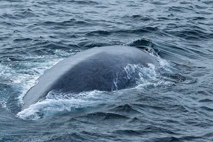 Blue whale (Balaenoptera musculus) with its two blowholes visible