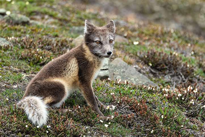 Arctic fox (Vulpes lagopus) in its summer coat, Longyearbyen