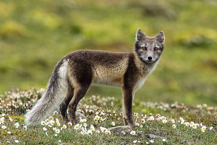 Arctic fox (Vulpes lagopus) in its summer coat, Longyearbyen, Svalbard
