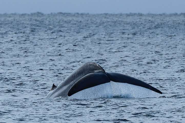Blue whale (Balaenoptera musculus) shows its tail fin before diving
