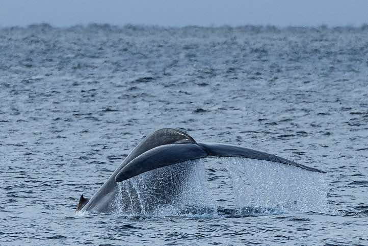 Blue whale (Balaenoptera musculus) shows its tail fin before diving
