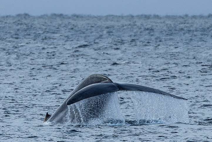 Blue whale (Balaenoptera musculus) shows its tail fin (fluke) before diving, Svalbard, Arctic waters