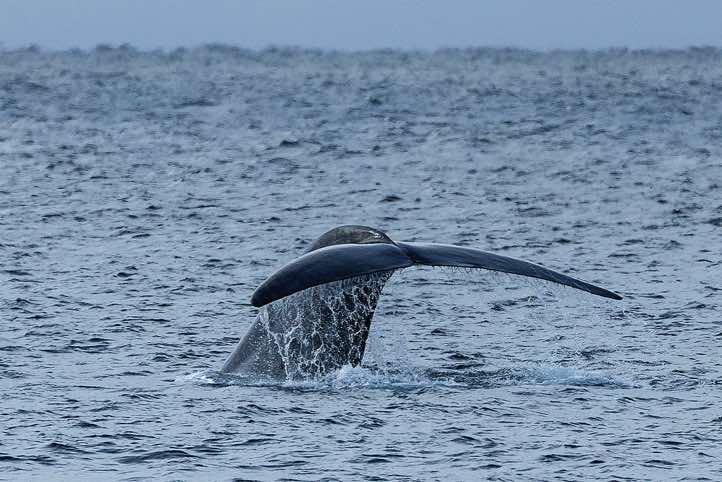 Blue whale (Balaenoptera musculus) shows its tail fin before diving