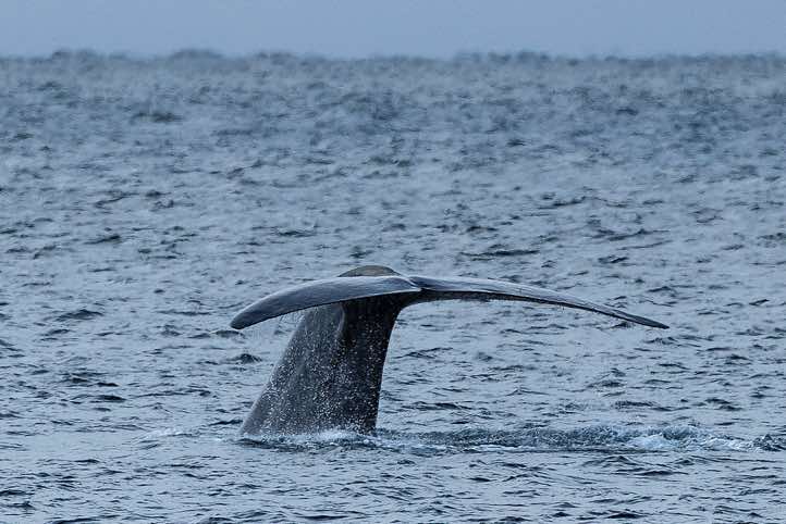 Blue whale (Balaenoptera musculus) shows its tail fin before diving
