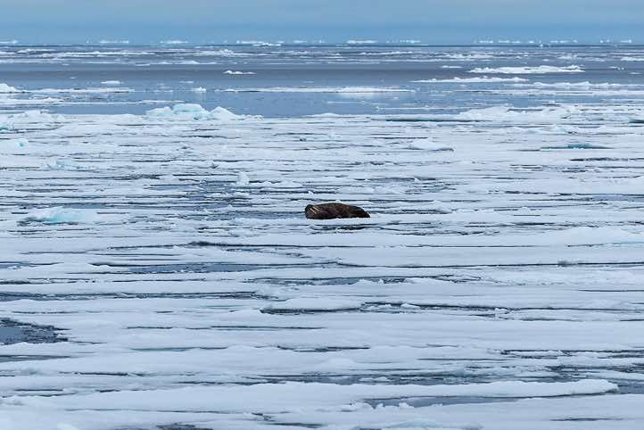 Atlantic walrus (Odobenus rosmarus) resting on sea ice