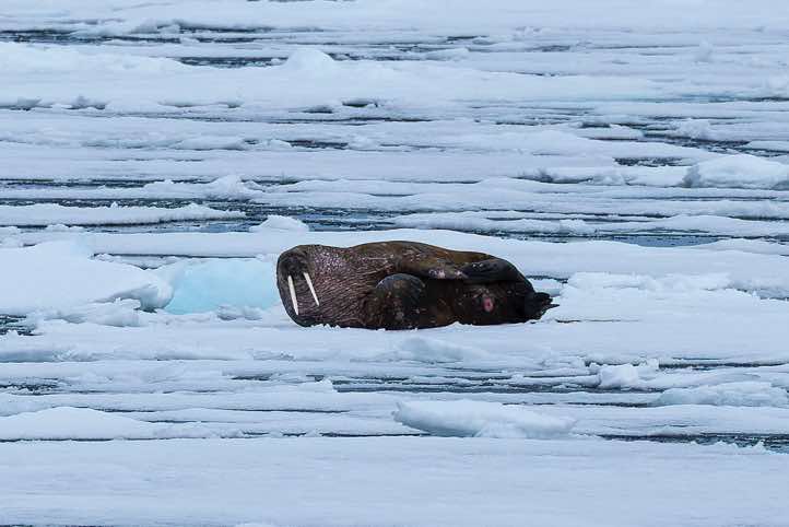 Atlantic walrus (Odobenus rosmarus) resting on sea ice