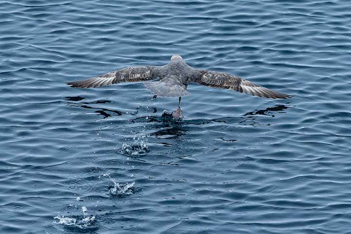 Northern fulmar, or Arctic fulmar (Fulmarus glacialis) takes flight from the water